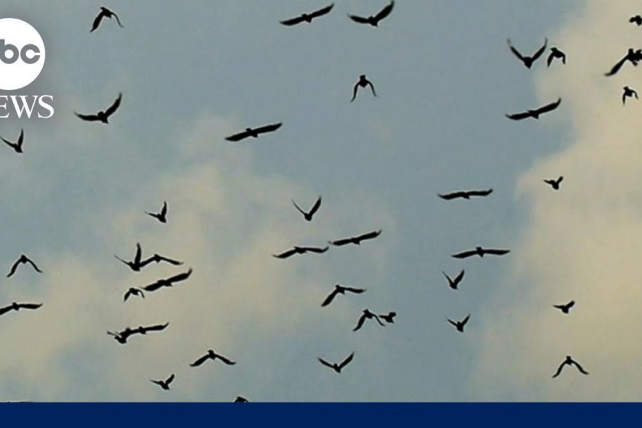 Where have the birds gone?