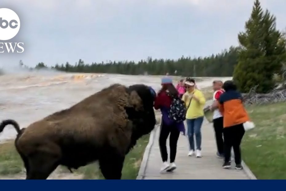 Tourist’s near-miss with Yellowstone bison caught on camera l GMA