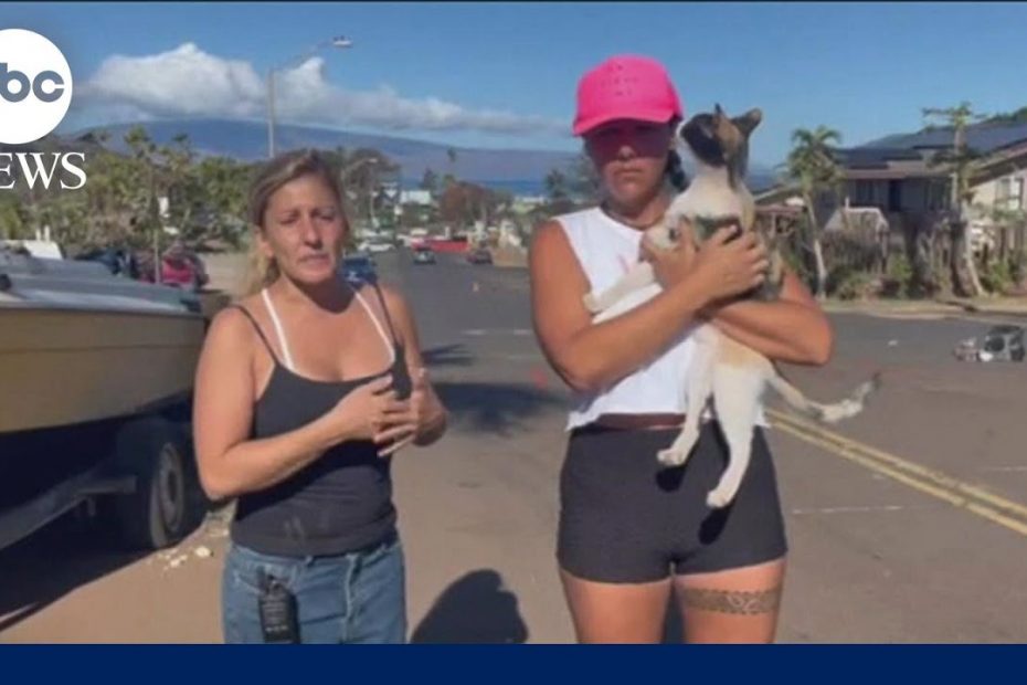 Volunteers search for pets in wake of Maui wildfires | WNT