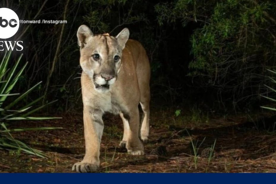 Conservation photographer discusses ongoing efforts to save panthers