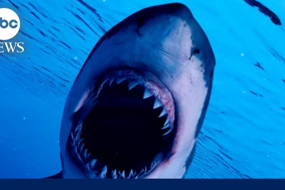 'Conservation success story.' White shark population growing near Cape Cod | ABCNL