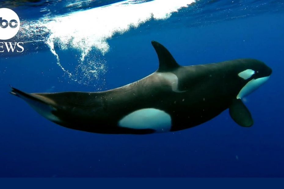 Scientists weigh in on rise of orca attacks on boats l GMA