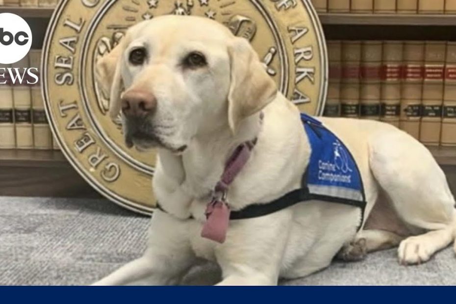 Paws for justice | WNN