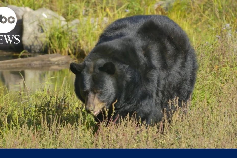 Man killed on his property in unprovoked bear attack in Arizona