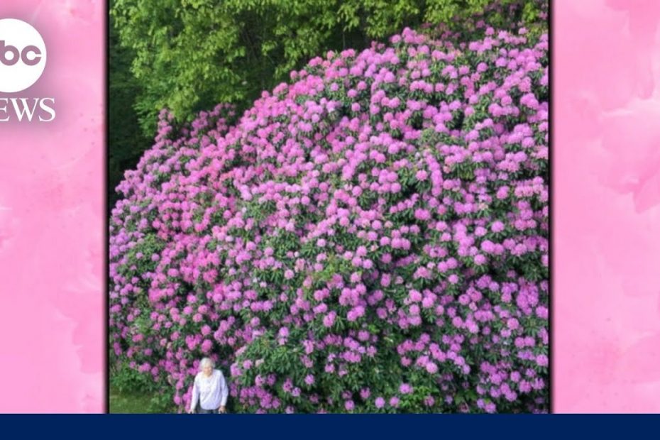 100-year-old ‘flower girl’ | WNN