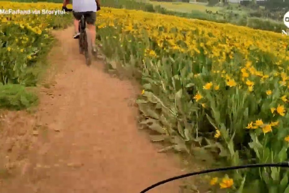 Biker using helmet camera captures field of wildflowers in bloom | ABC News
