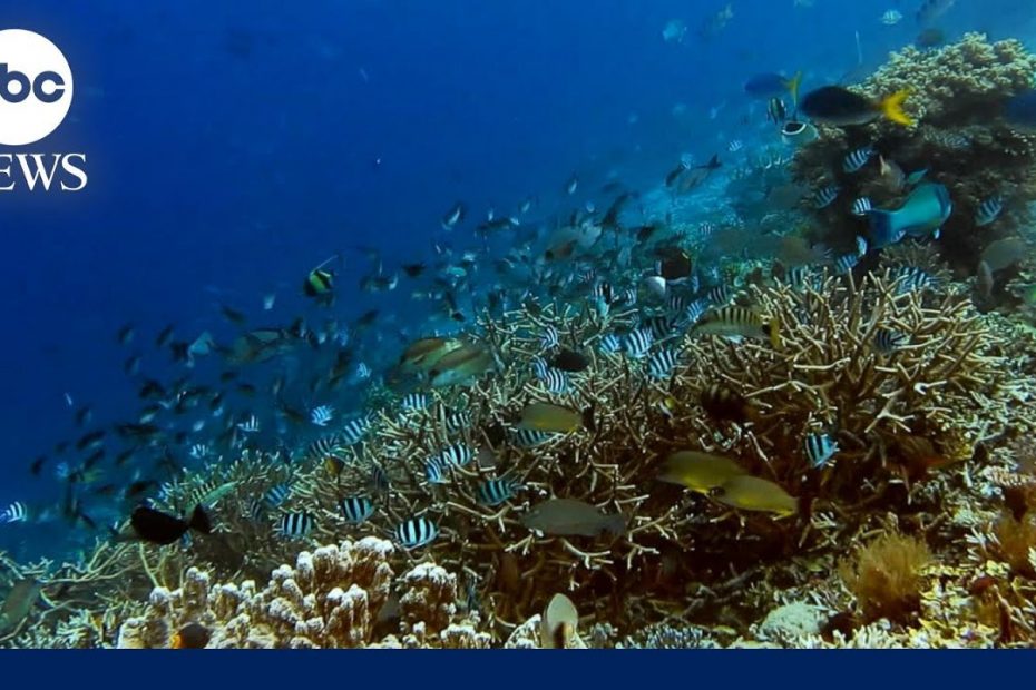 Rising temperatures threaten Florida's coral reef