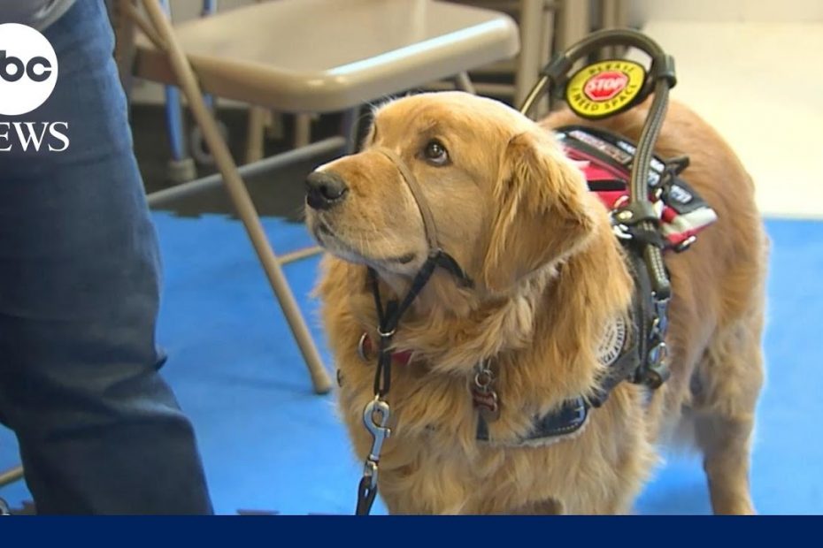 Colorado organization helps people with disabilities one service dog at a time
