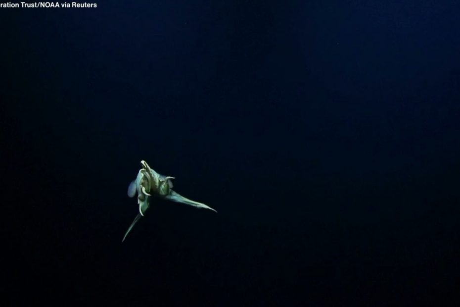 Rare 'dumbo' octopus caught on camera on deep-sea dive