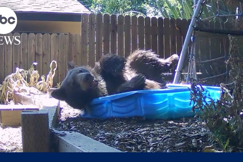 California bear cools off in backyard wading pool