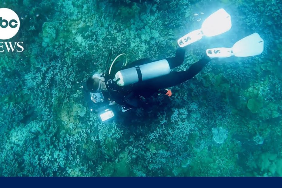 How the marine ecosystem in Maui is faring 1 year after the wildfires