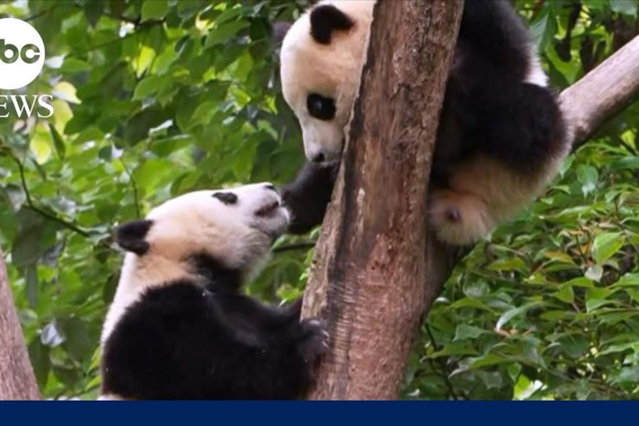 Panda diplomats make buzzy debut at San Diego Zoo