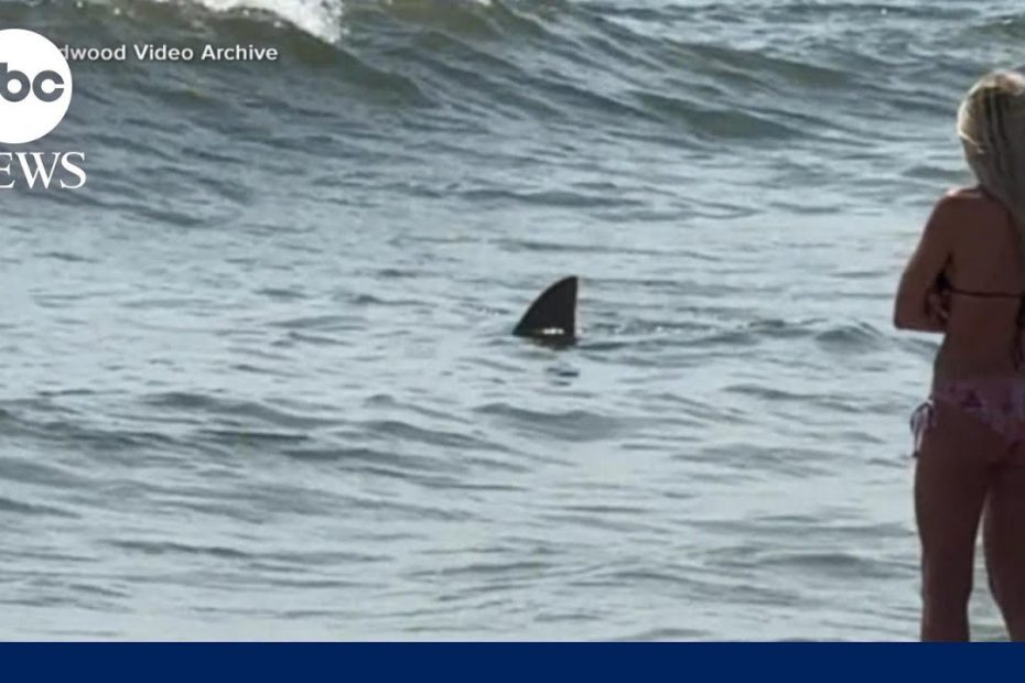 Shark caught on camera near popular Cape May, New Jersey beach
