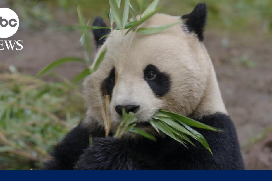 Giant pandas become newest members of the San Diego Zoo