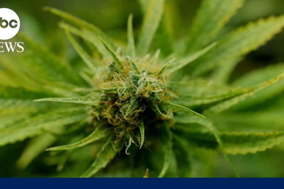 DEA plans to back reclassifying marijuana as less serious drug, sources say