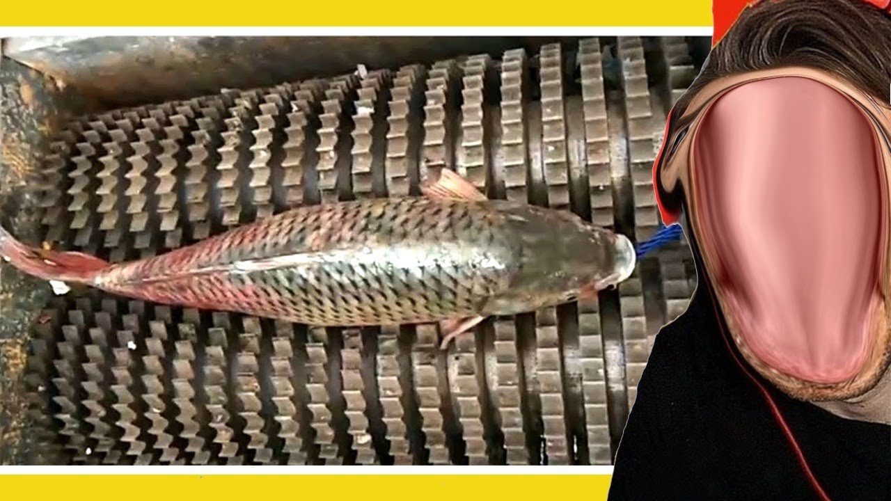 How Fish Is Made (HowItsMade #2)
