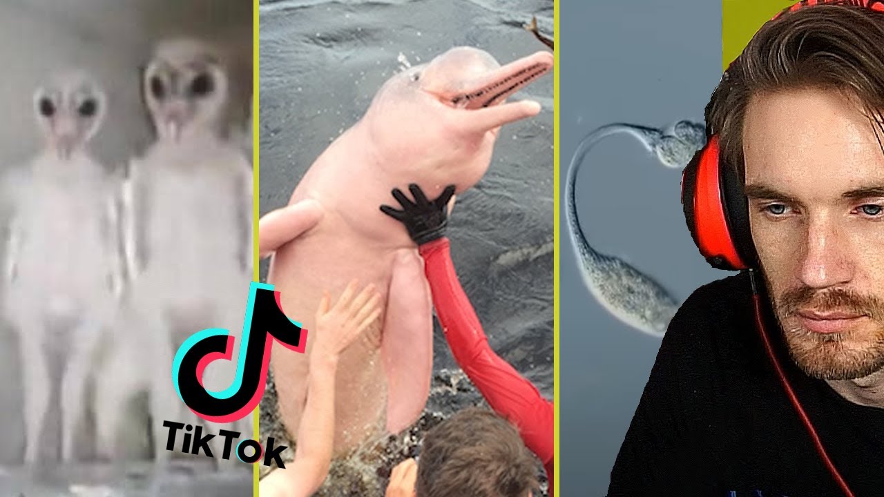 Tik Toks that makes you want to cancel nature..  [TIKTOK#9]