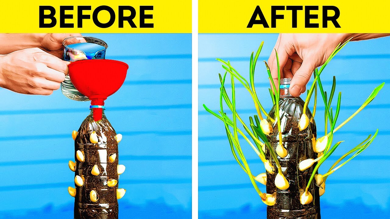 Growing Fresh Food at Home   Brilliant Gardening Hacks