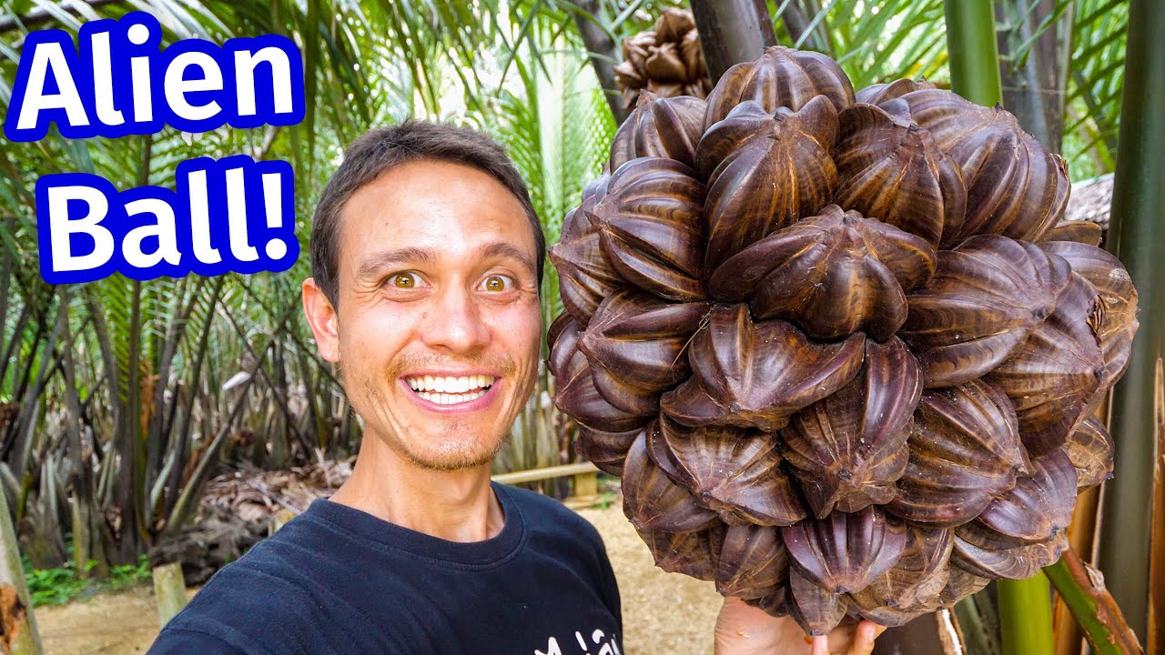 Amazing Food – ALIEN SPIKY BALL!! You Won’t Believe How They EAT This!!