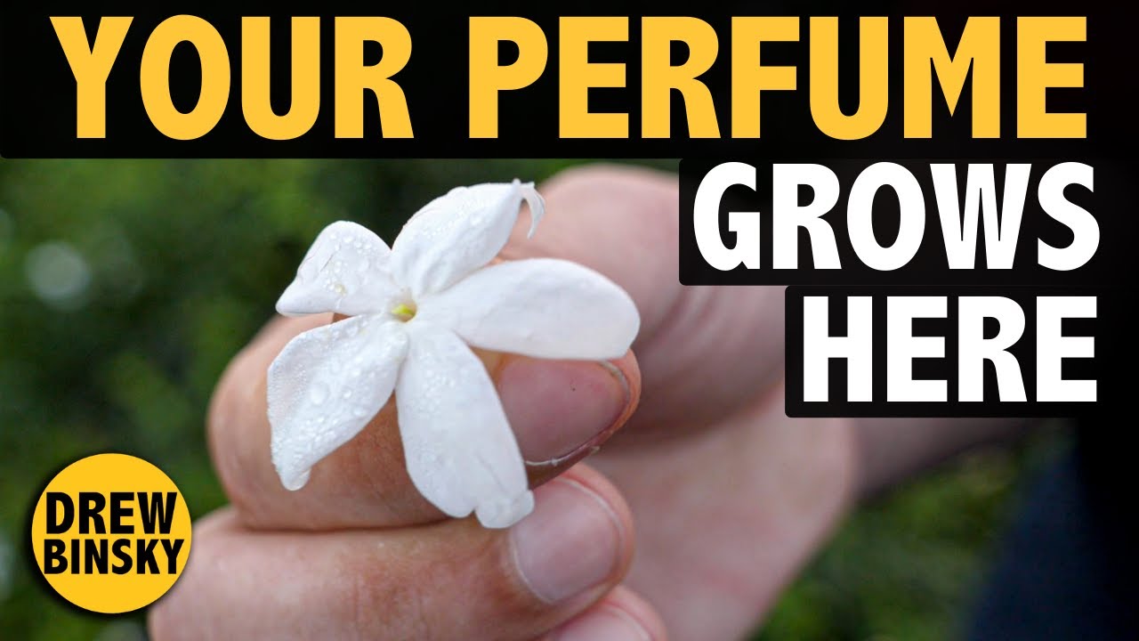 YOUR PERFUME GROWS HERE (60% of global supply)