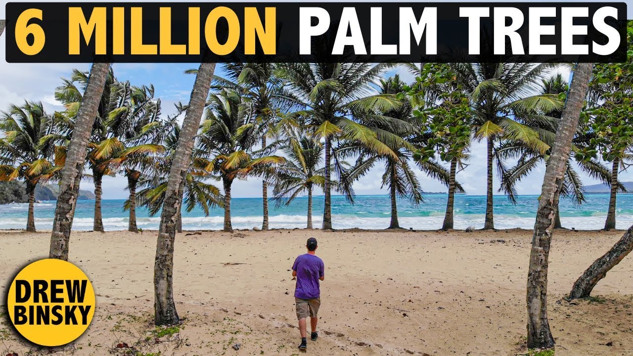 6 MILLION PALM TREES   (best spot in Caribbean)
