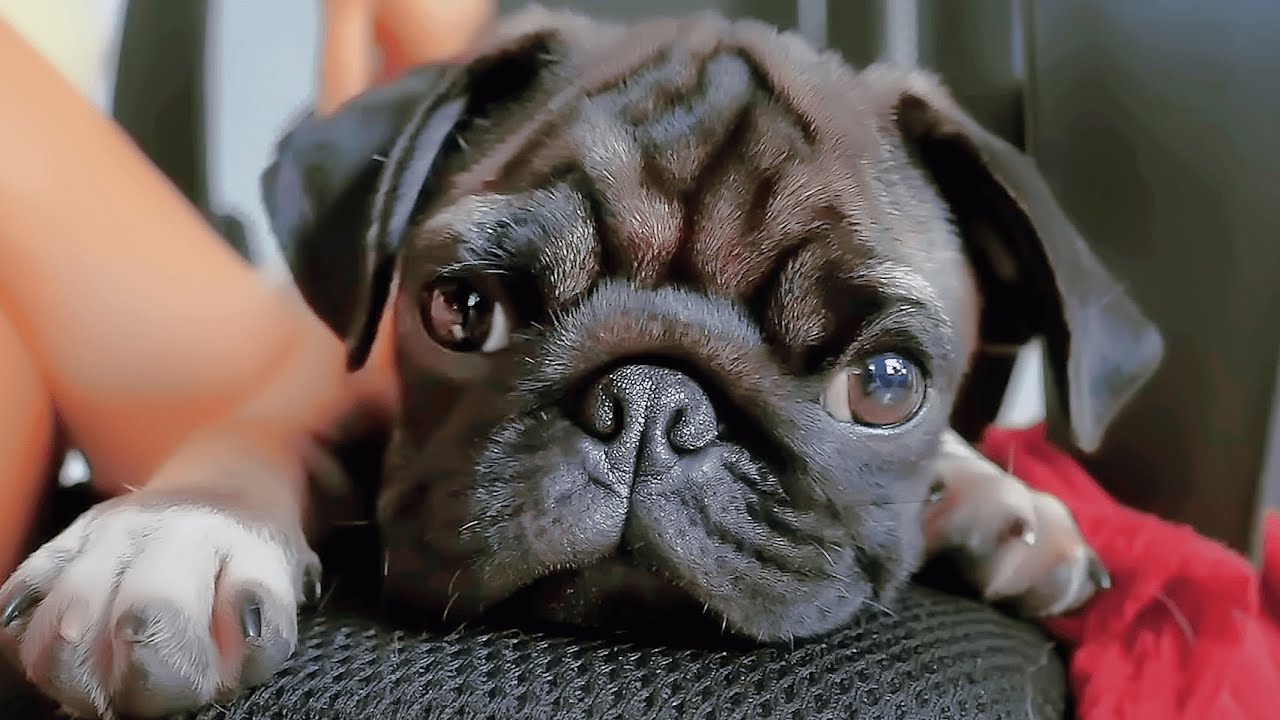 The Pug That Nobody Wanted
