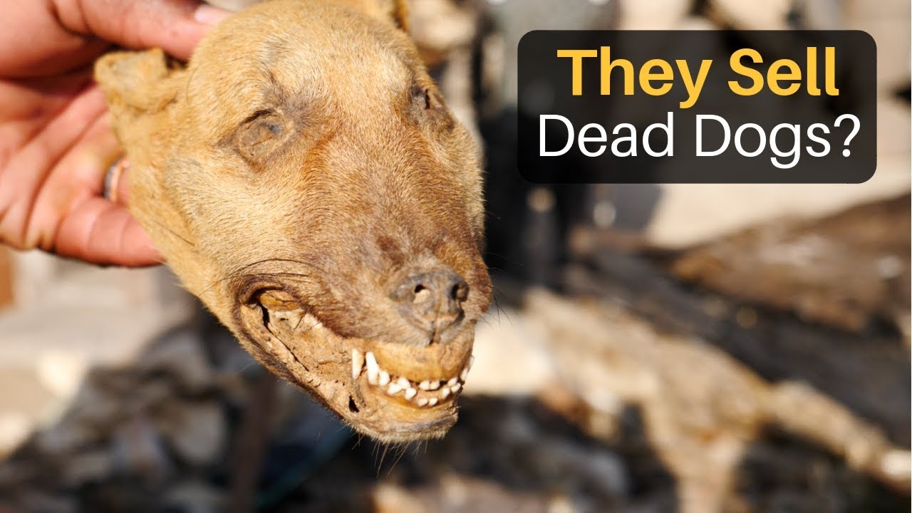 They Sell Dead Dogs? (Fetish Market in Lome, Togo)