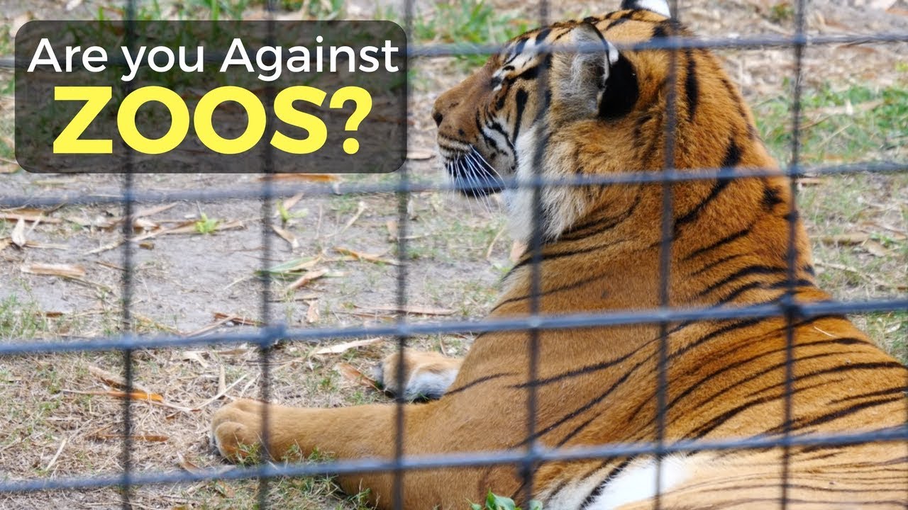Are You Against Zoos?