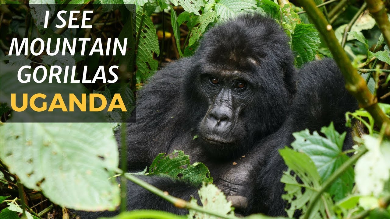 I SEE MOUNTAIN GORILLAS IN UGANDA!