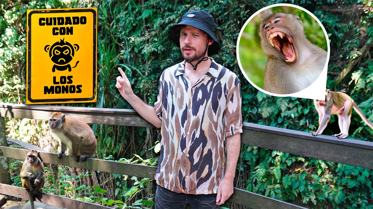 El parque de monos “ladrones” de Bali: ¿ES VERDAD? | Ubud Forest