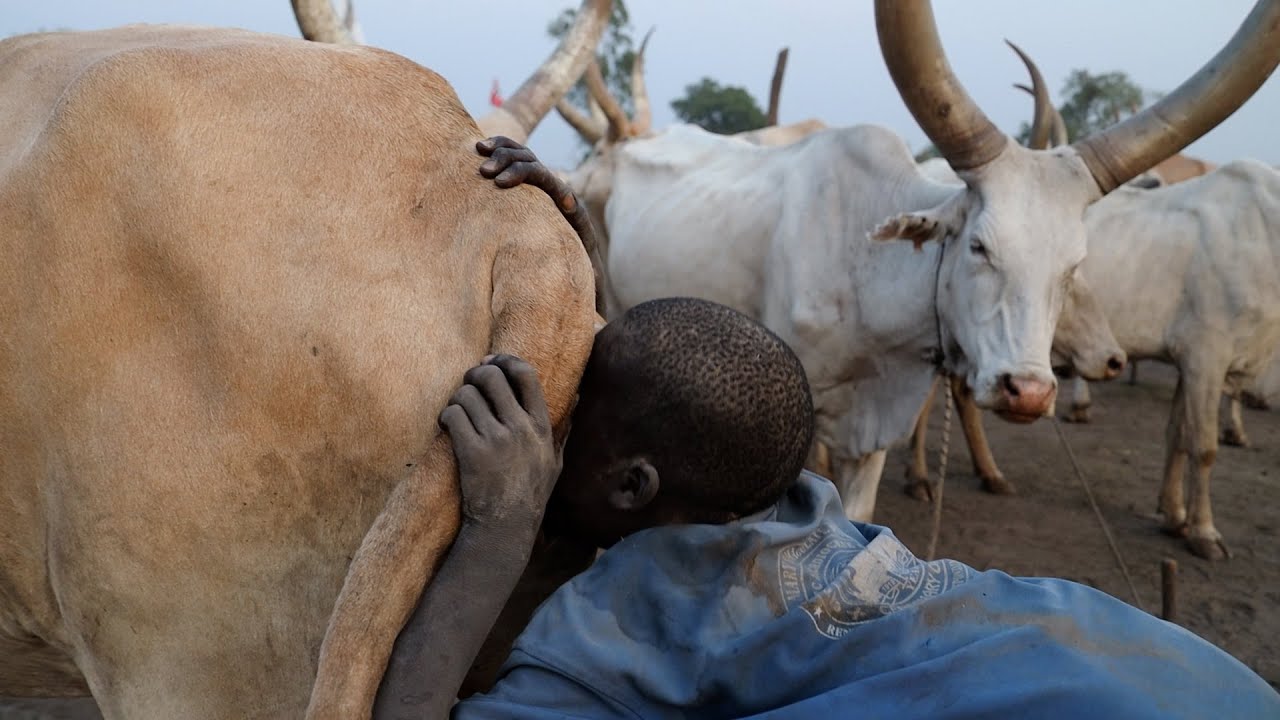 La técnica africana para ordeñar vacas | Mundari Parte 2