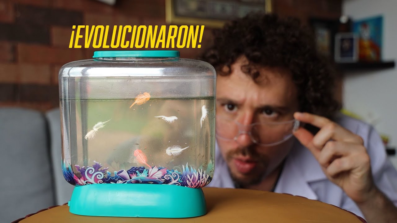 Mis dragones acuáticos 30 días después | Aqua Dragons