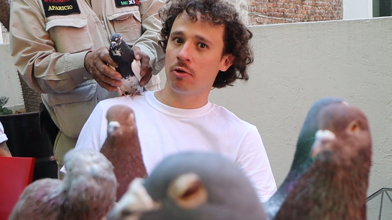 ¿Cómo entrenan a PALOMAS para grabar películas y comerciales?