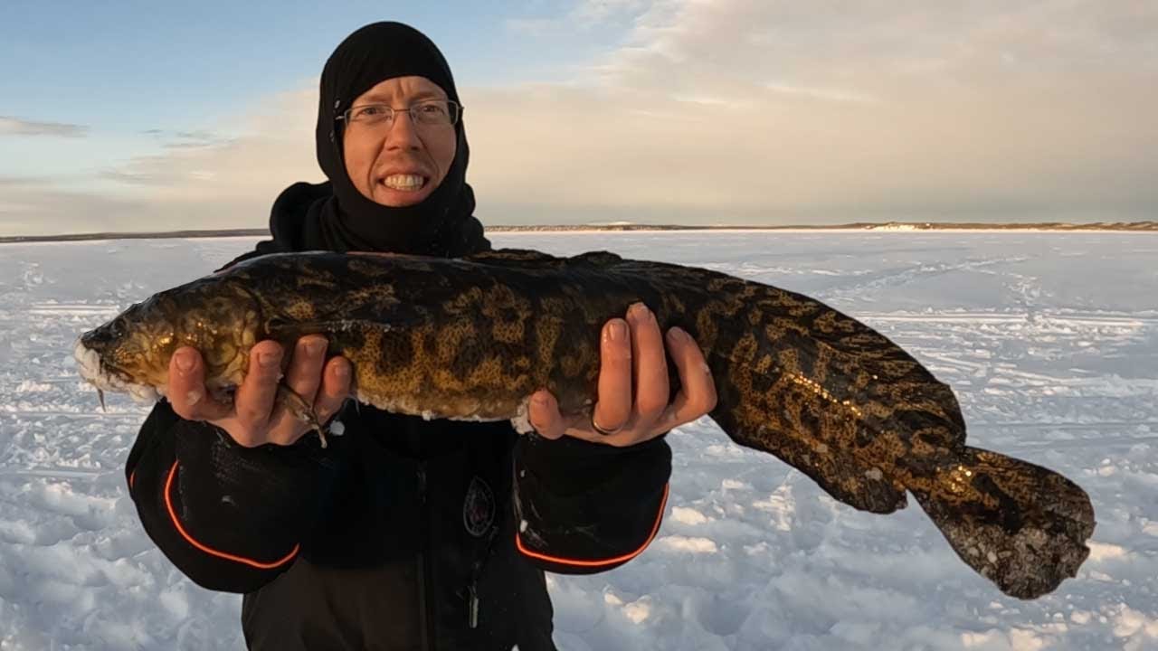 3 Days Ice Fishing in Alaska – Burbot Catch and Cook.