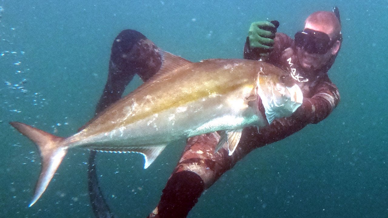 FISH Tried to MURDER ME! Spear Fishing Gone Wrong – Cobia, Amber Jack, Spade Fish Catch & Cook