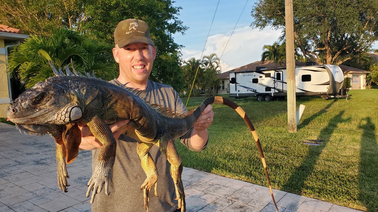 Iguana Catch and Cook – LIZARD CURRY!  Hunting Invasive Iguanas in Florida