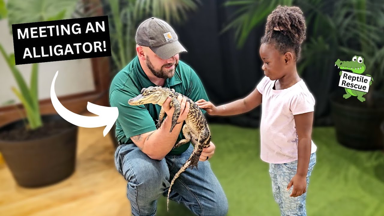 Meeting a Rescued Alligator!