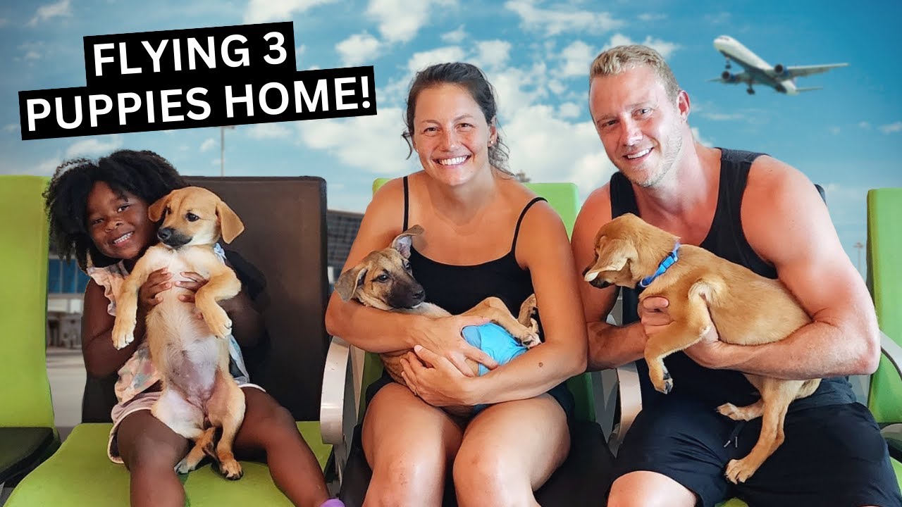 Flying Home with THREE PUPPIES!