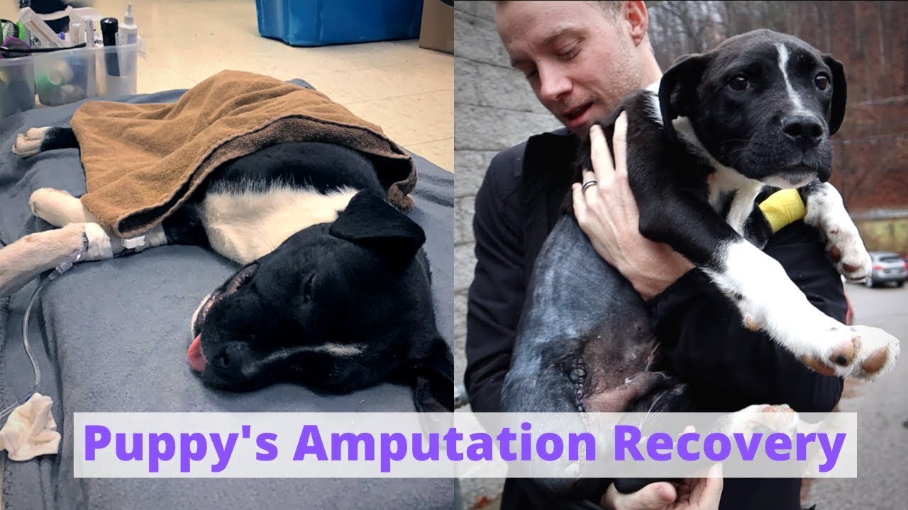 Puppy’s Amputation Recovery | 3 day VLOG