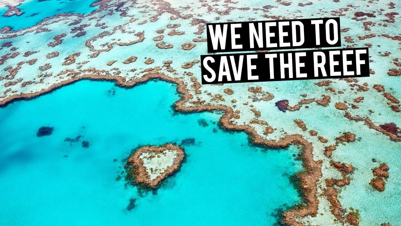 Our Dying Reef | What’s being done to save it?