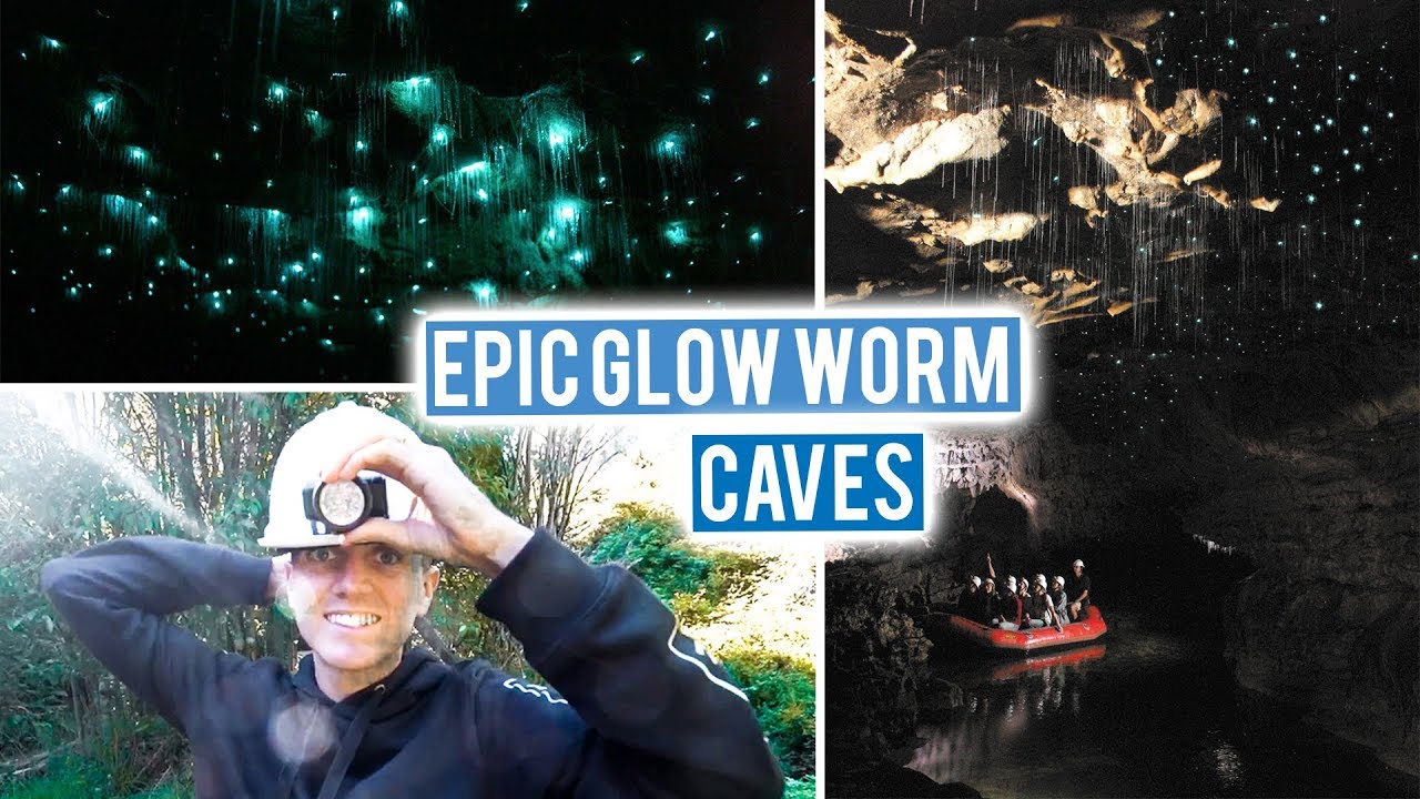 New Zealand North Island Road Trip Begins | Waitomo Glow Worm Caves to Surfing in Raglan | Wild Kiwi