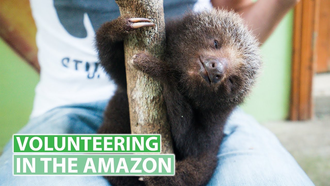 Cute Baby Sloths in Ecuador | Volunteering in the Amazon Jungle