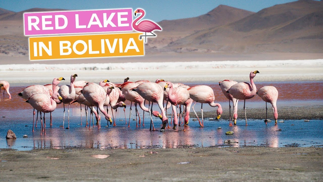 Breathtaking Flamingo Red Lake in Bolivia