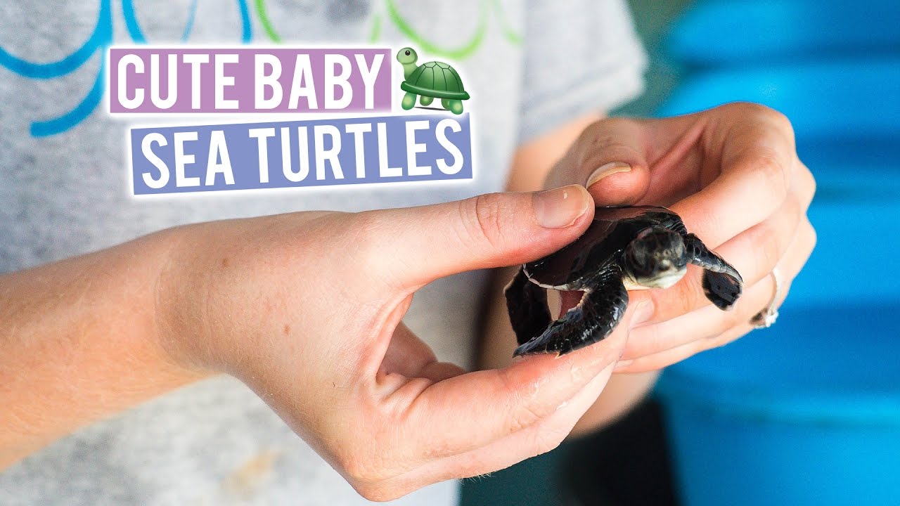 Cleaning BABY SEA TURTLES! in the MALDIVES