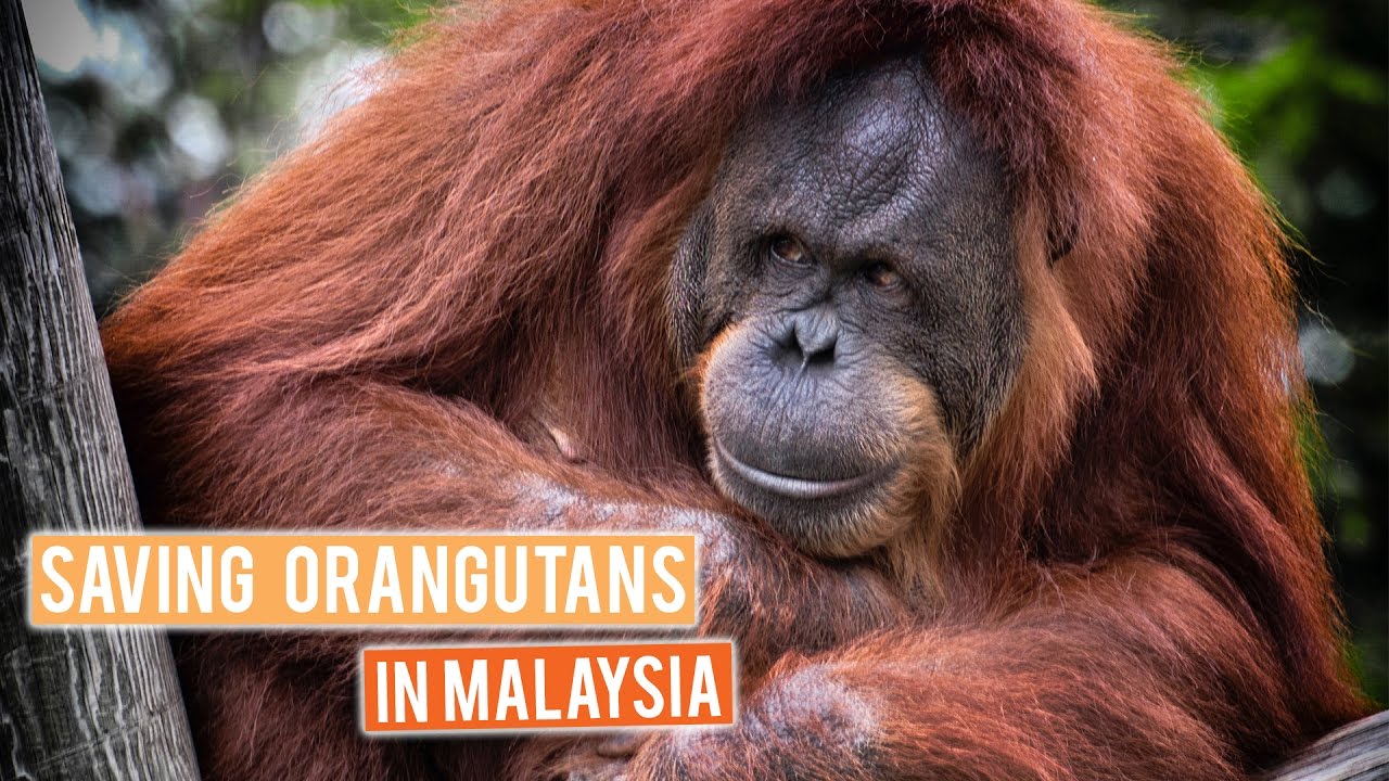 Orangutan Conservation in Malaysia