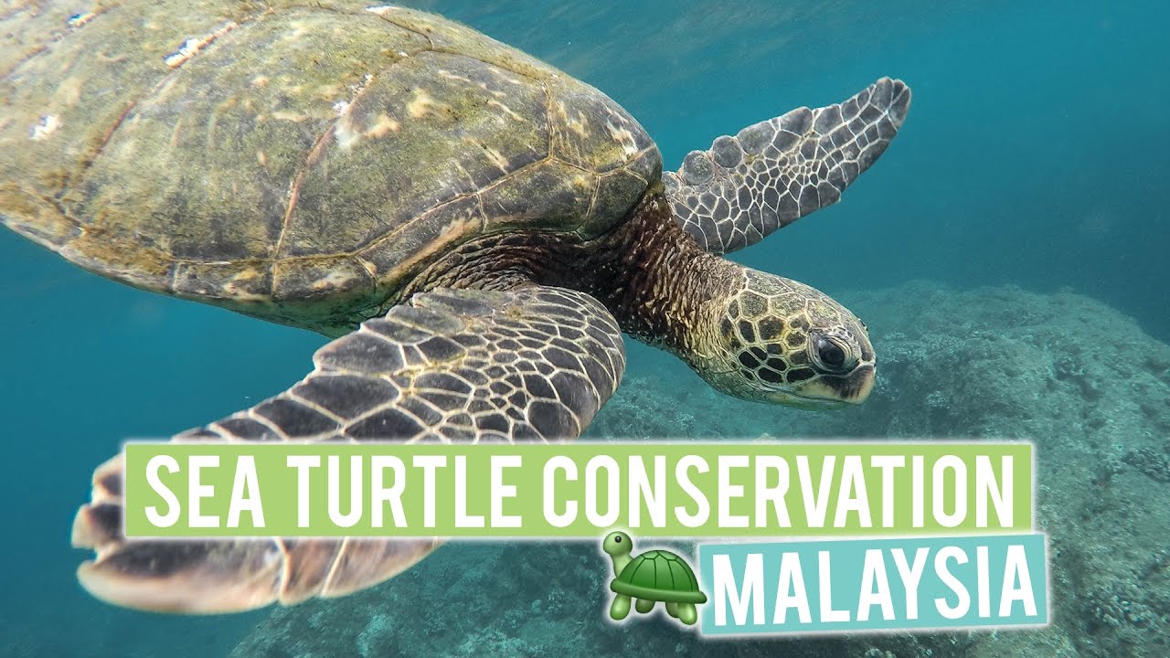 Baby Sea Turtle Conservation in Malaysia