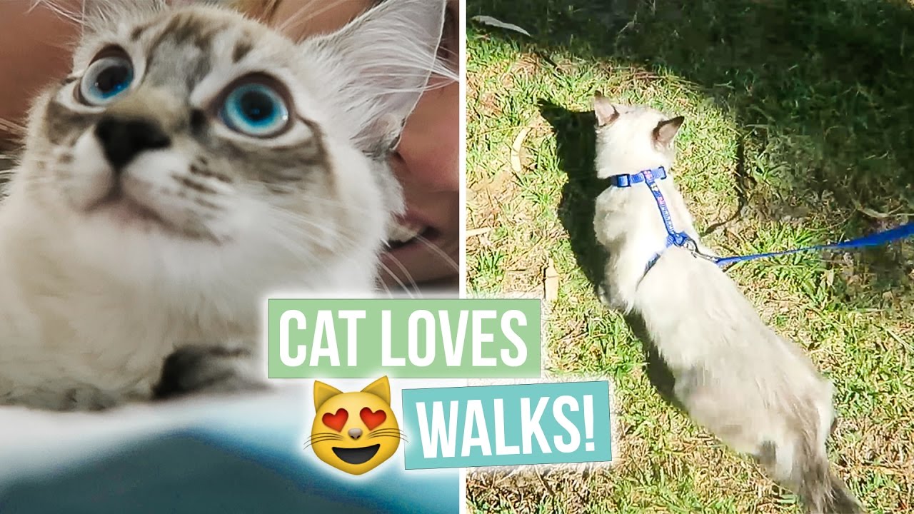 Cat Loves Going For Walks!