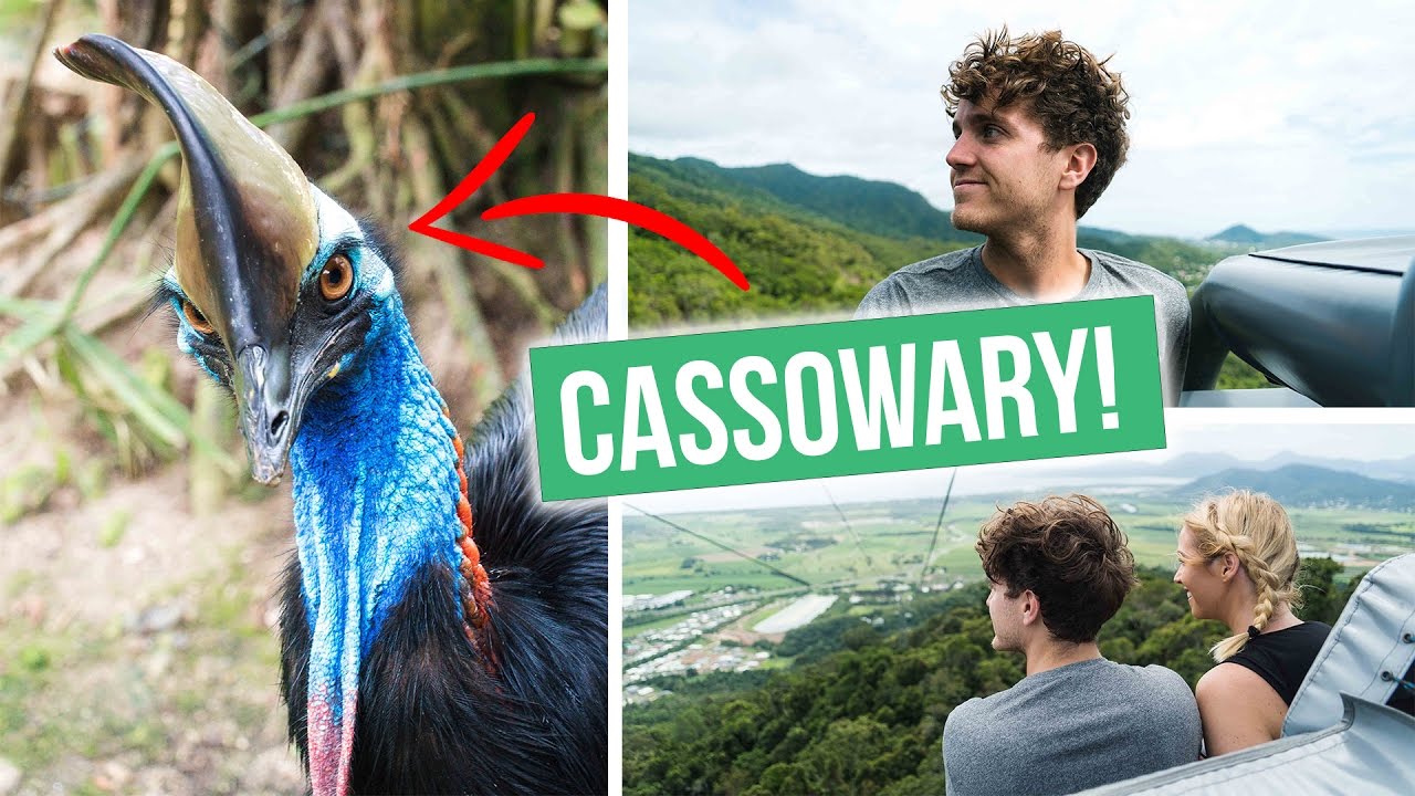 Sky Rail over the Daintree Rainforest | Queensland Vlog