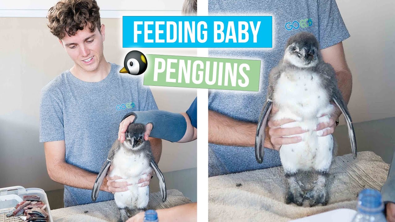 FEEDING BABY PENGUINS in South Africa!