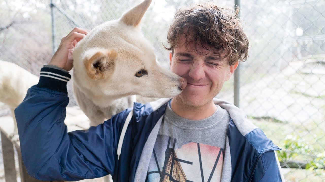 KISSED BY A DINGO